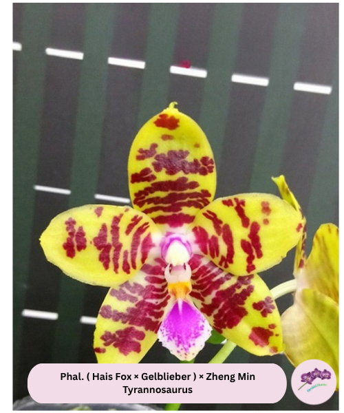Phal. ( Hais Fox × Gelblieber ) × Zheng Min Tyrannosaurus