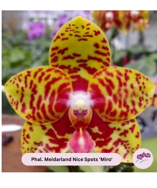Phal. Meidarland Nice Spots 'Miro'