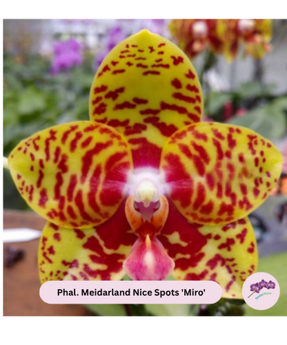 Phal. Meidarland Nice Spots 'Miro'