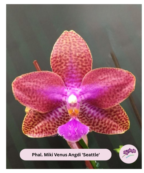 Phal. Miki Venus Angdi 'Seattle'