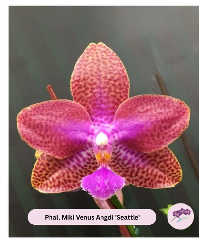 Phal. Miki Venus Angdi 'Seattle'