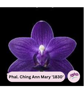 Phal. Ching Ann Mary '1830'