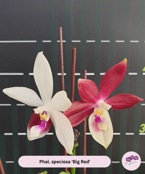 Phal. speciosa 'Big Red'