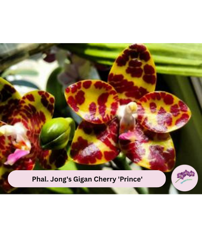 Phal. Jong's Gigan Cherry 'Prince'