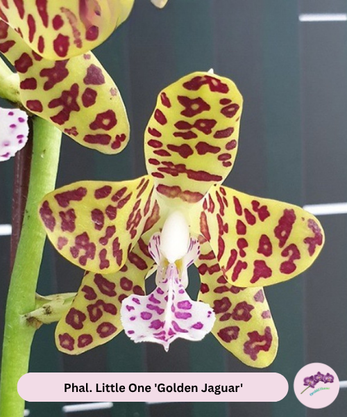 Phal. Little One 'Golden Jaguar'