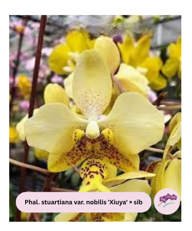 Phal. stuartiana var. nobilis 'Xiuya' × sib
