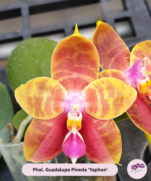 Phal. Guadalupe Pineda 'Yaphon'