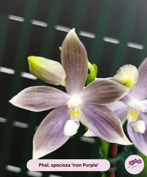 Phal. speciosa 'Iron Purple'