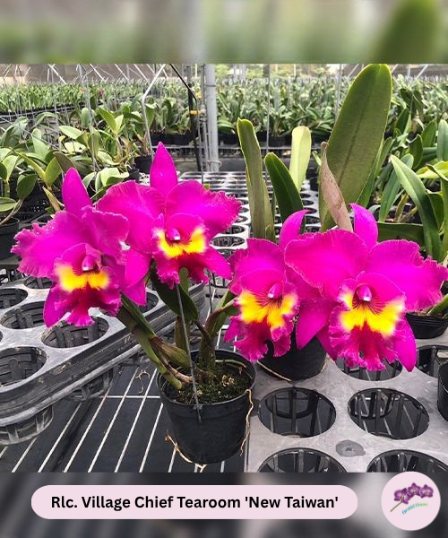 Rlc. Village Chief Tearoom 'New Taiwan'