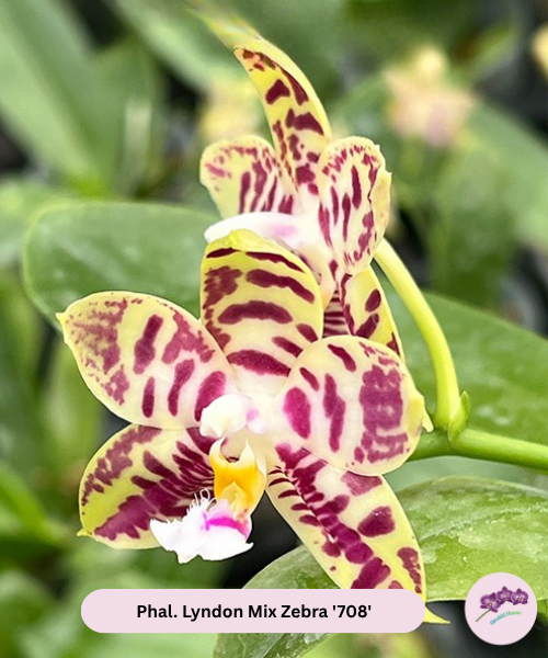 Phal. Lyndon Mix Zebra '708'