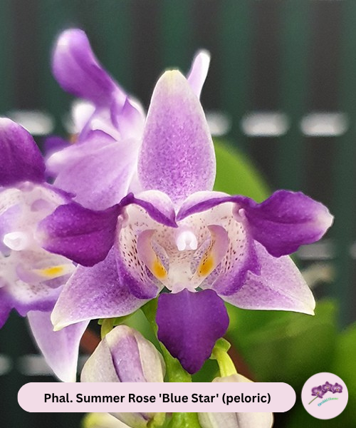 Phal. Summer Rose 'Blue Star' (peloric)