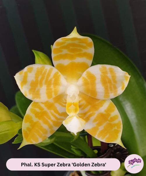 Phal. KS Super Zebra 'Golden Zebra'