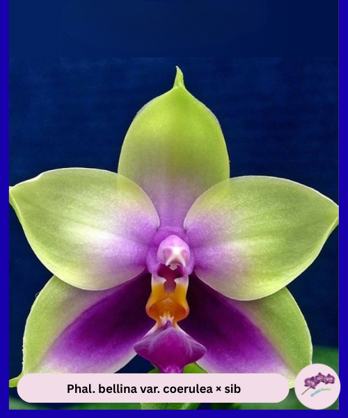 Phal. bellina var. coerulea × sib
