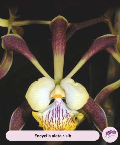 Encyclia alata × sib