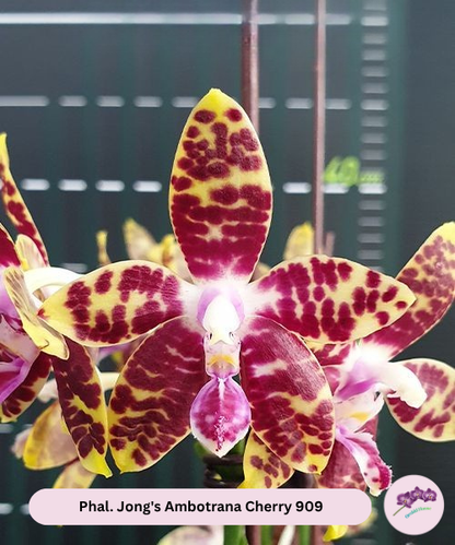 Phal. Jong's Ambotrana Cherry '909'