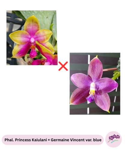 Phal. Princess Kaiulani × Germaine Vincent var. blue