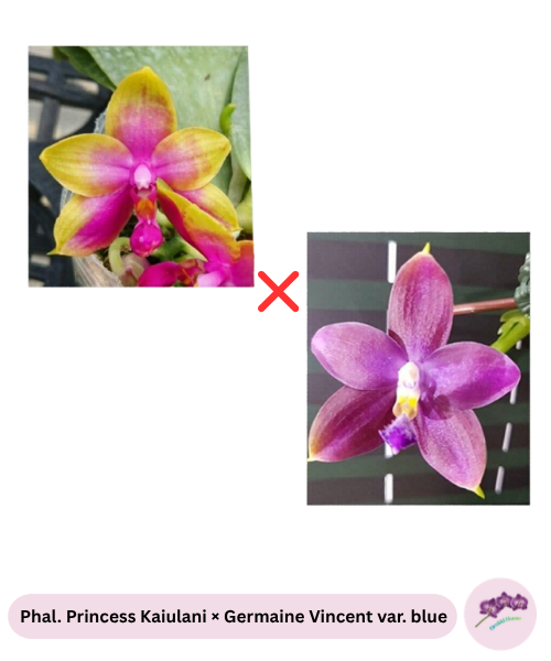 Phal. Princess Kaiulani × Germaine Vincent var. blue