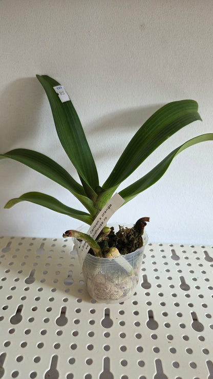 Rhy. gigantea 'cartoon' × orange
