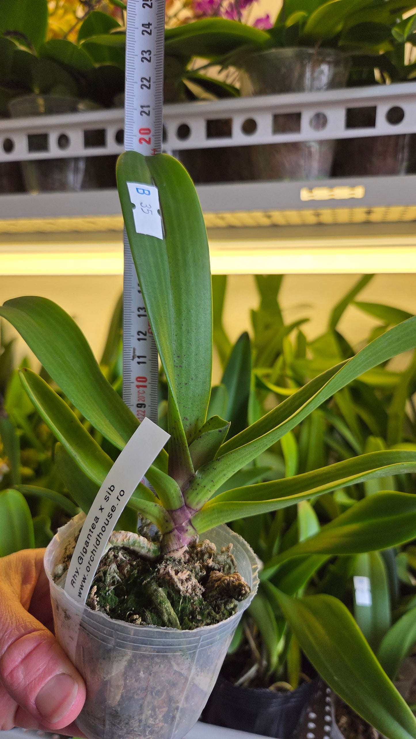 Rhy. gigantea × sib