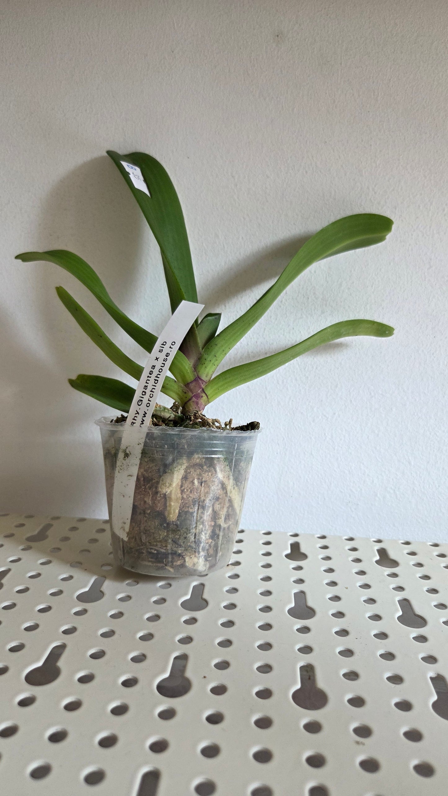 Rhy. gigantea × sib