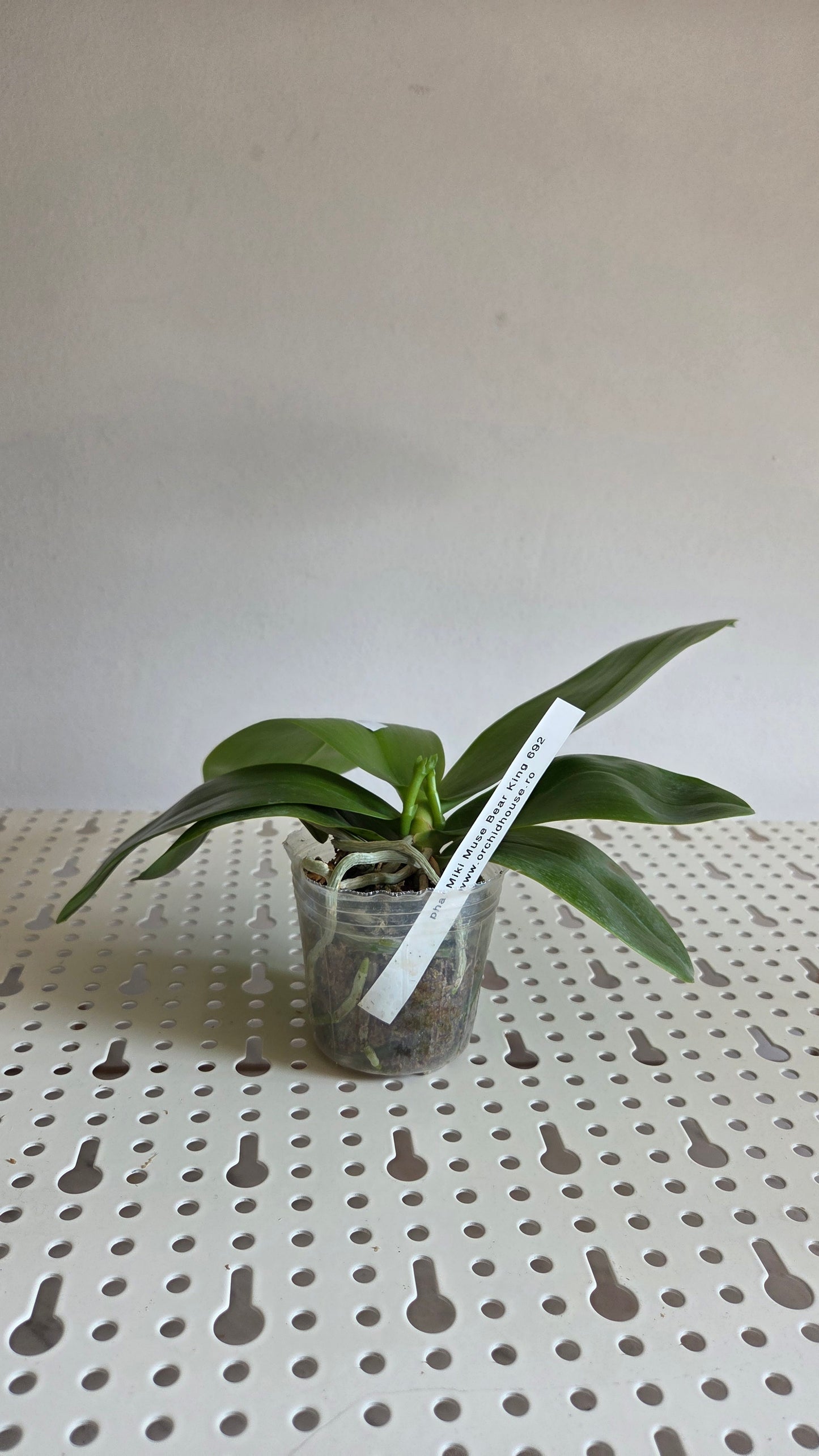 Phal. Miki Muse Bear King '692'