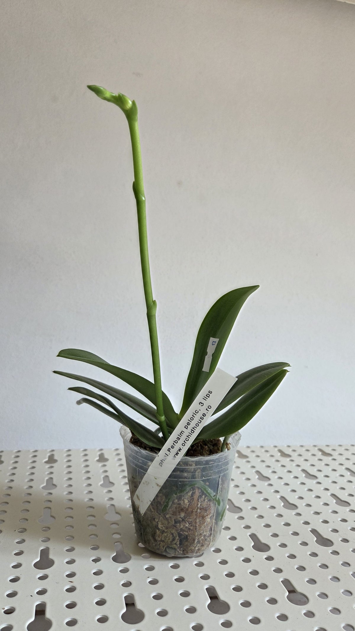 Phal. Yaphon Perbalm (peloric - 3 lips)