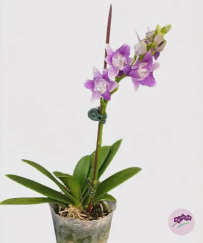 Phal. Summer Rose 'Blue Star' (peloric)