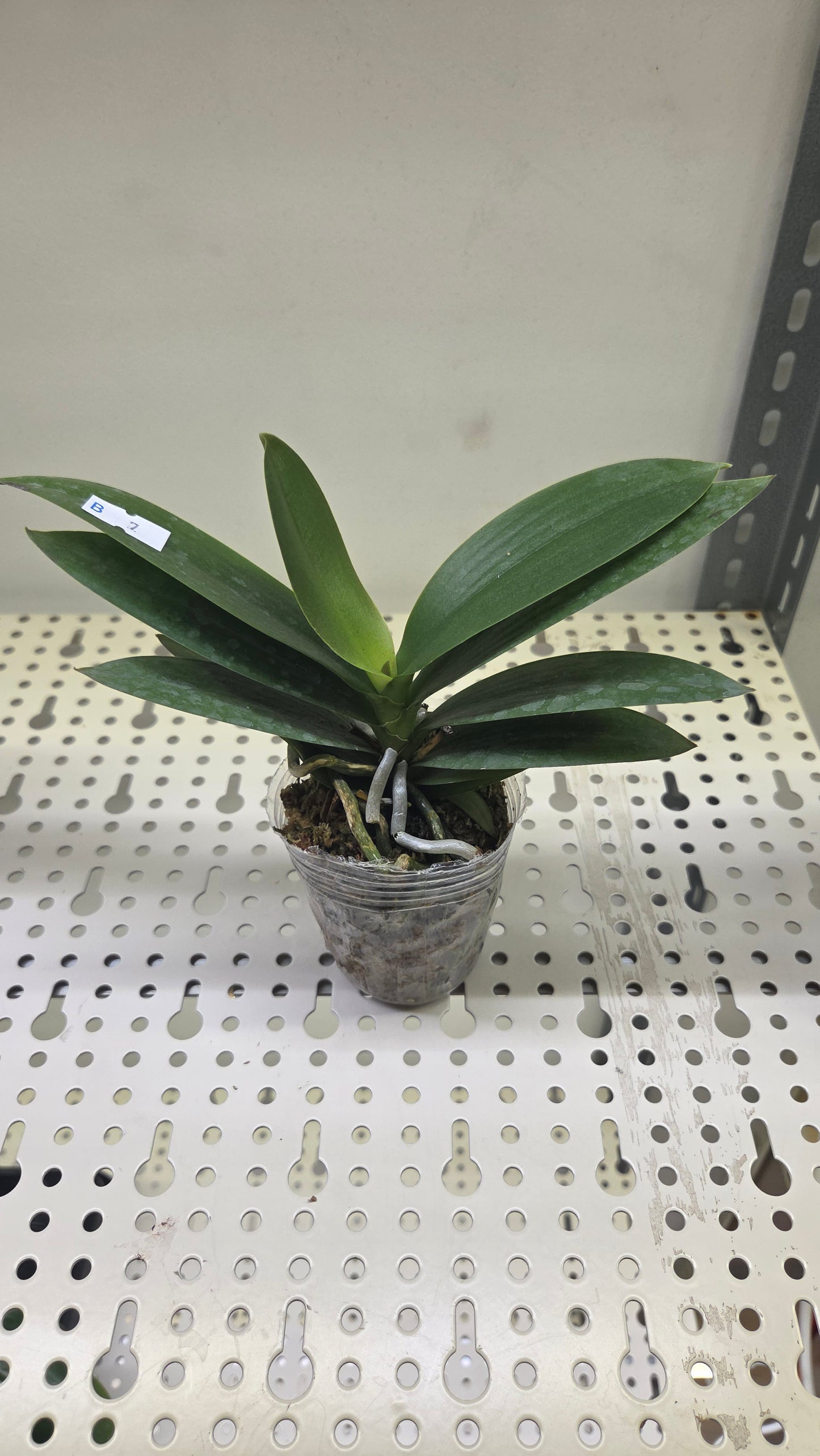 Phal. Miki Fire Bat 'Tanjirou'