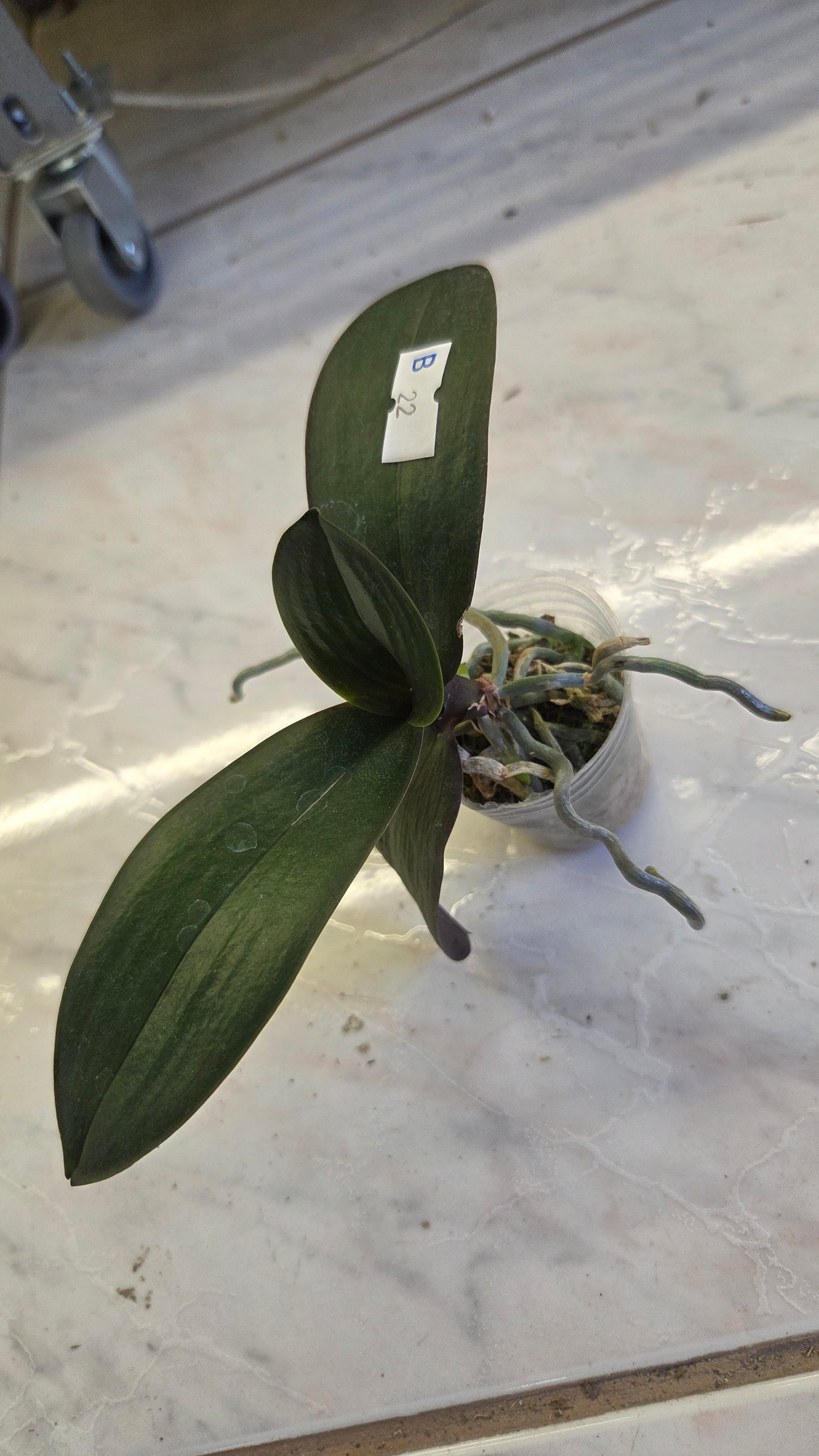 Phal. stuartiana var. nobilis 'Xiuya' × sib