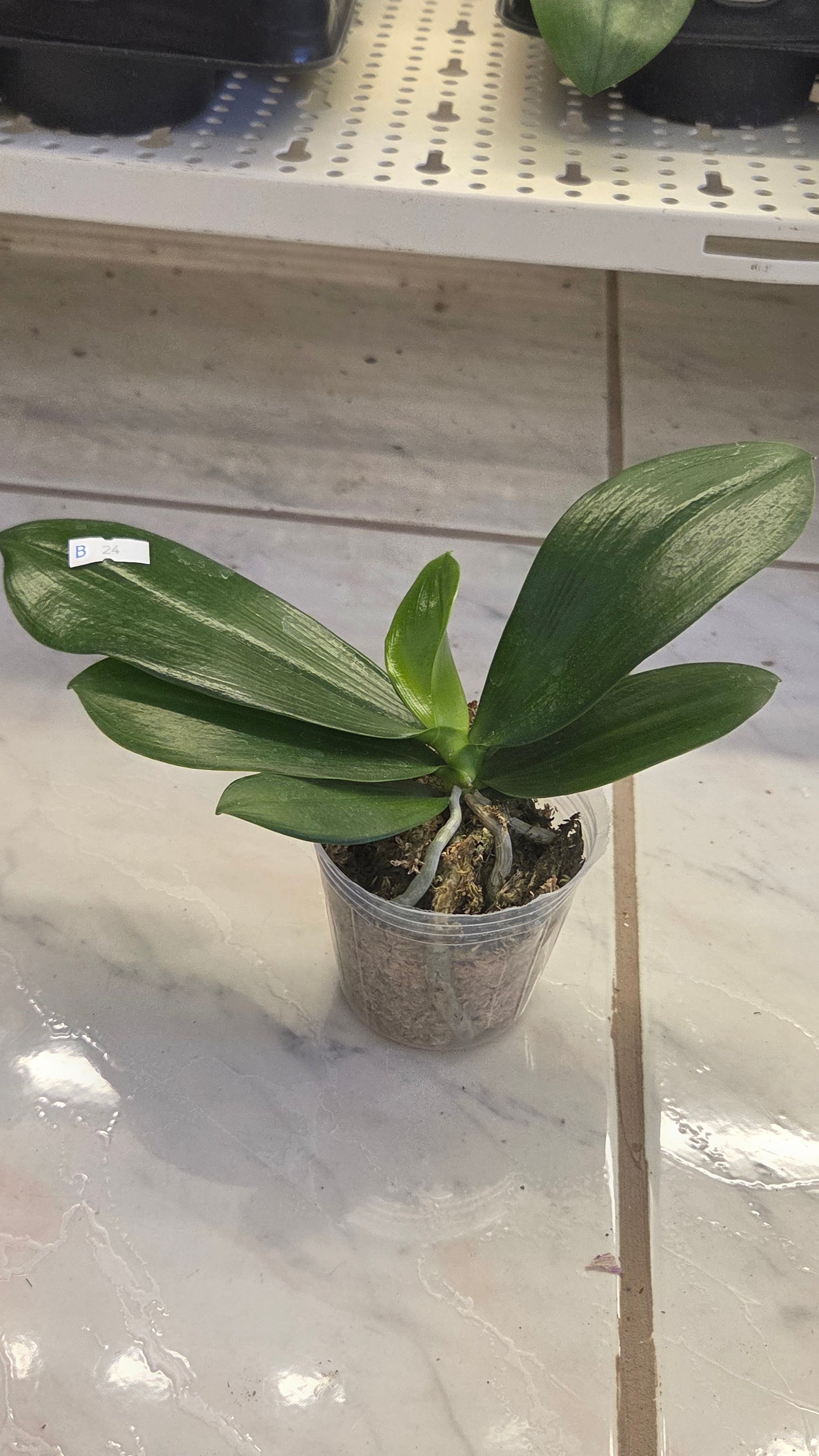 Phal. Miki Fly Eagle C1 'Edison'
