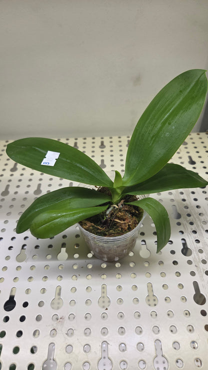 Phal. Miki Blue Angel C1 'Blue Diamond'