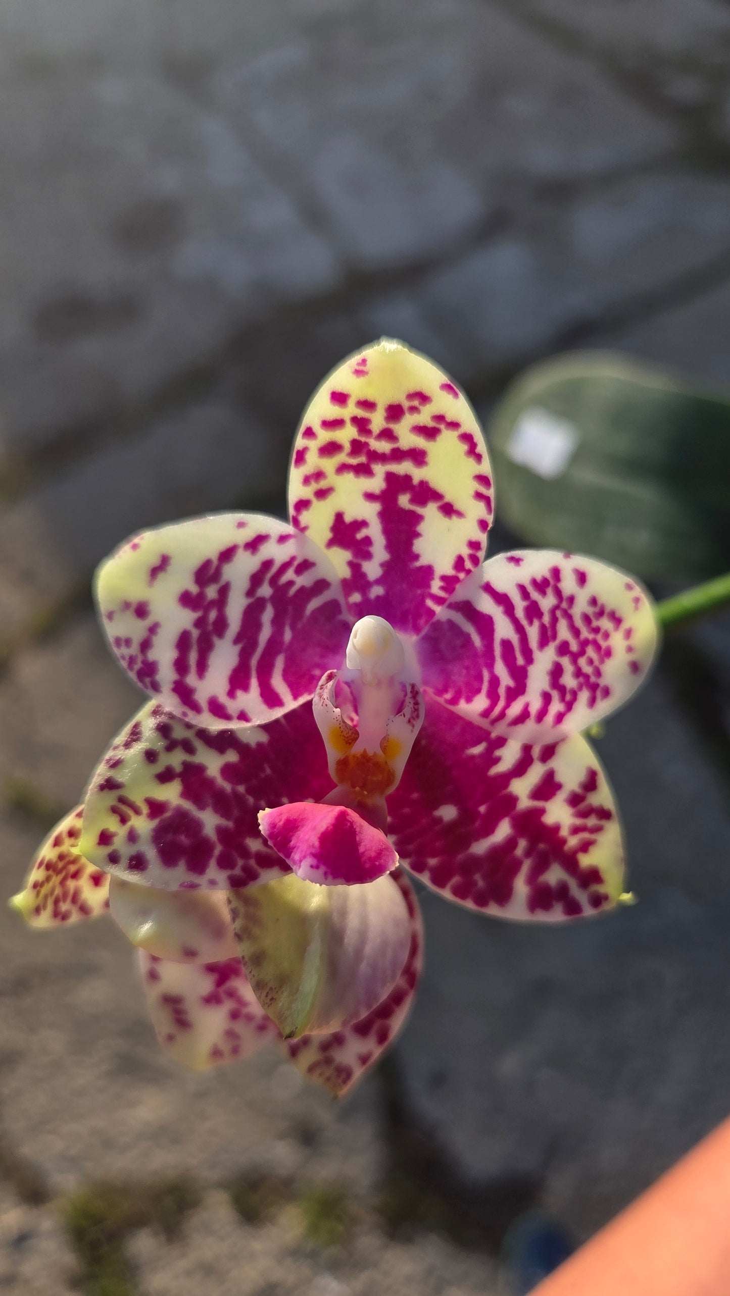 Phal. Sogo Lobby