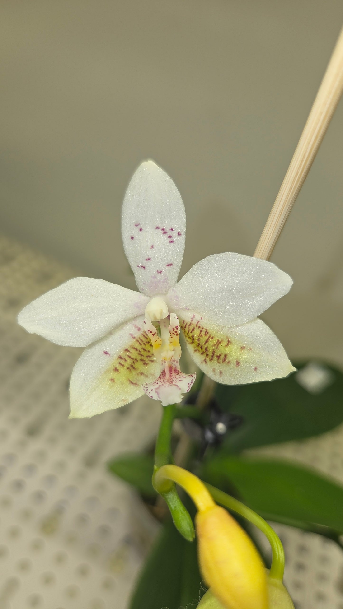 Phal. Tetra Star '3283'