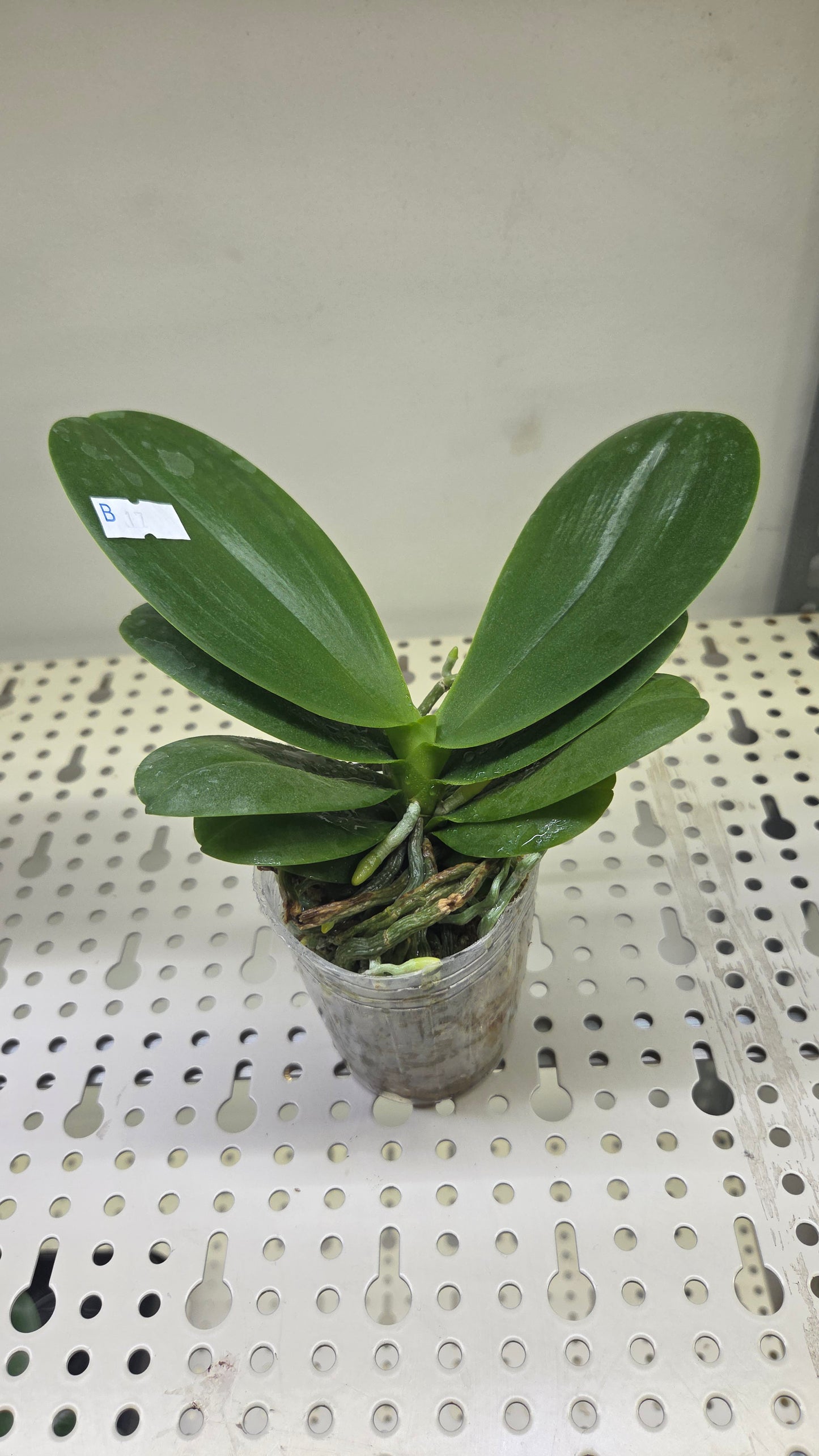 Phal. Ching Ann Mary '1830'