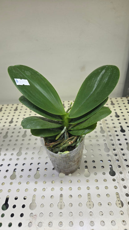 Phal. Ching Ann Mary '1830'