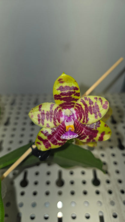 Phal. ( Hais Fox × Gelblieber ) × Zheng Min Tyrannosaurus