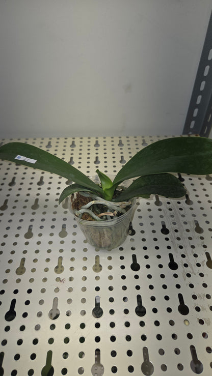 Phal. Meidarland Nice Spots 'Miro'