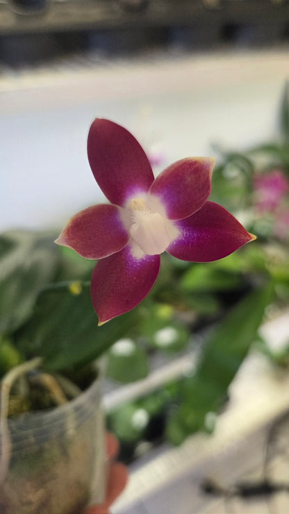 Phal. Miki Fly Eagle C1 'Edison'