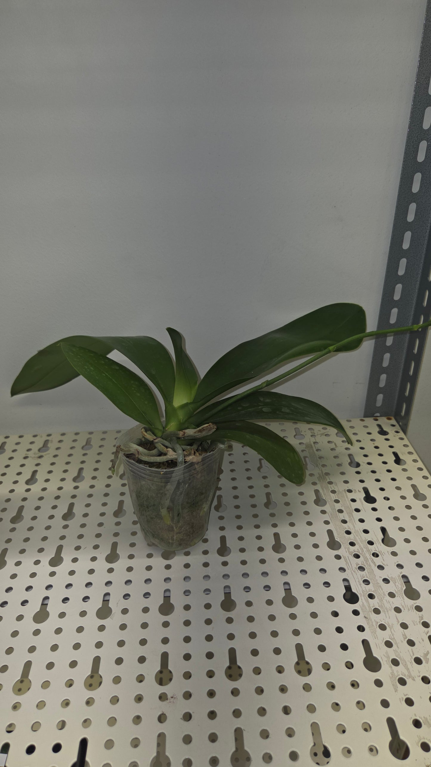 Phal. Miki Venus Angdi 'Seattle'