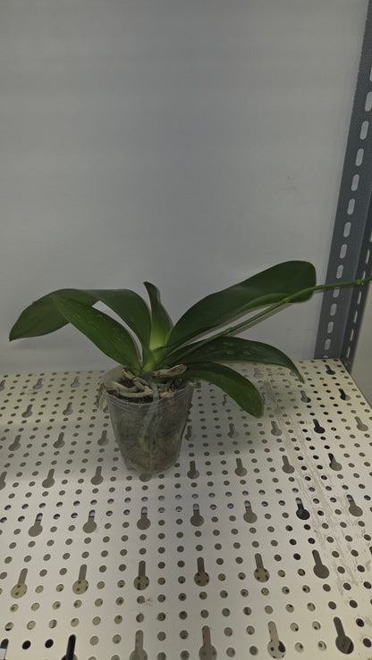 Phal. Miki Venus Angdi 'Seattle'