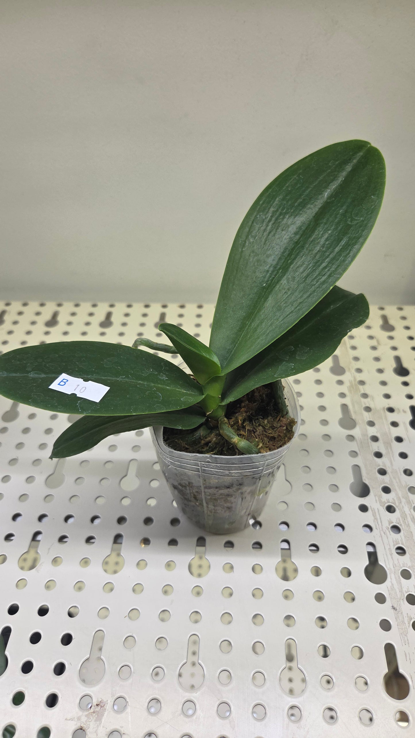 Phal. Lucky Leopard '05206' (peloric)