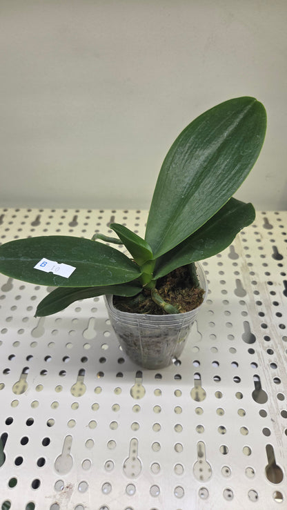 Phal. Lucky Leopard '05206' (peloric)