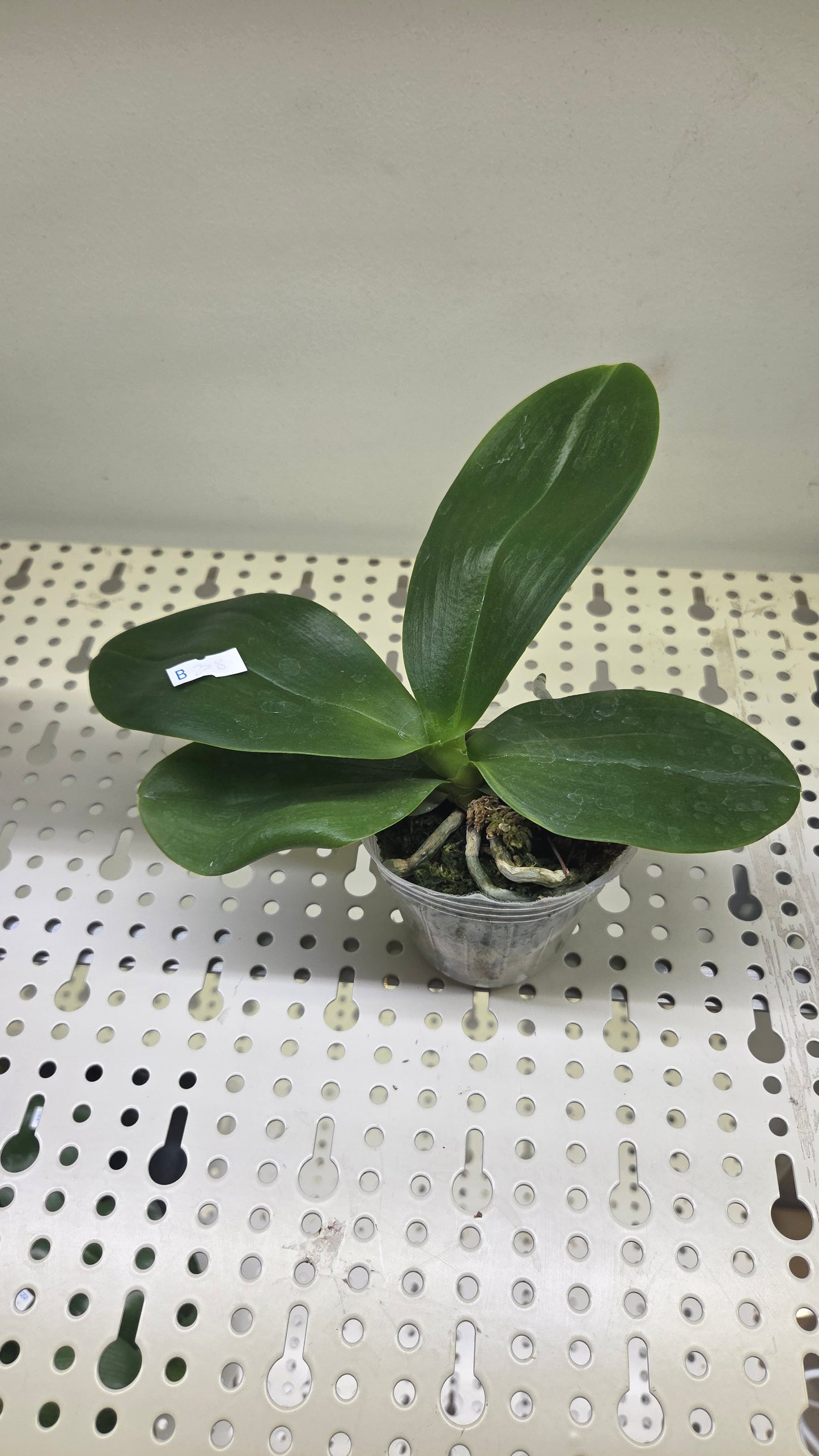 Phal. Zheng Min Parakeet '3108' (peloric - 2 eyes)