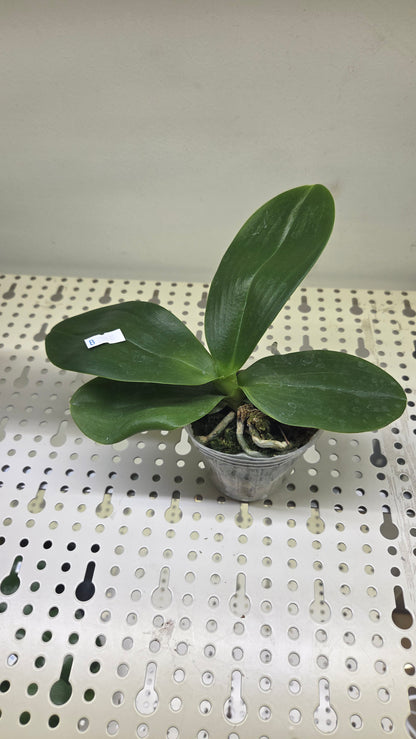 Phal. Zheng Min Parakeet '3108' (peloric - 2 eyes)