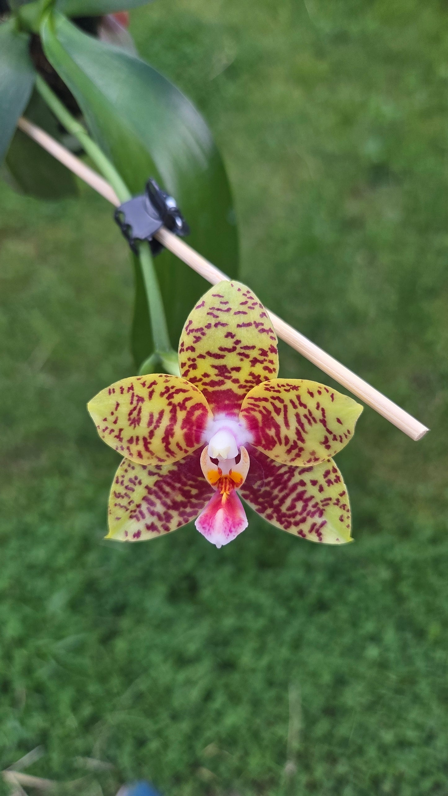 Phal. Meidarland Nice Spots 'Miro'