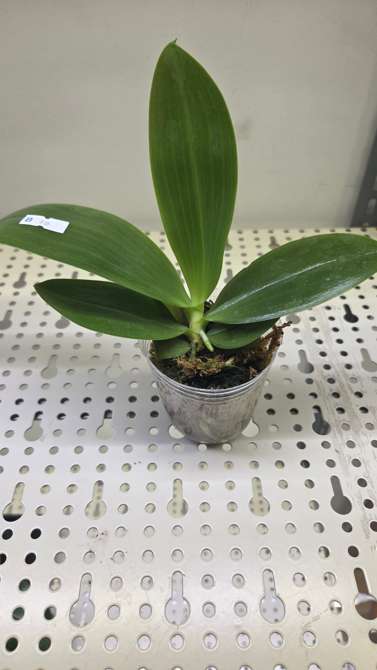 Phal. KS Super Zebra 'Golden Zebra'