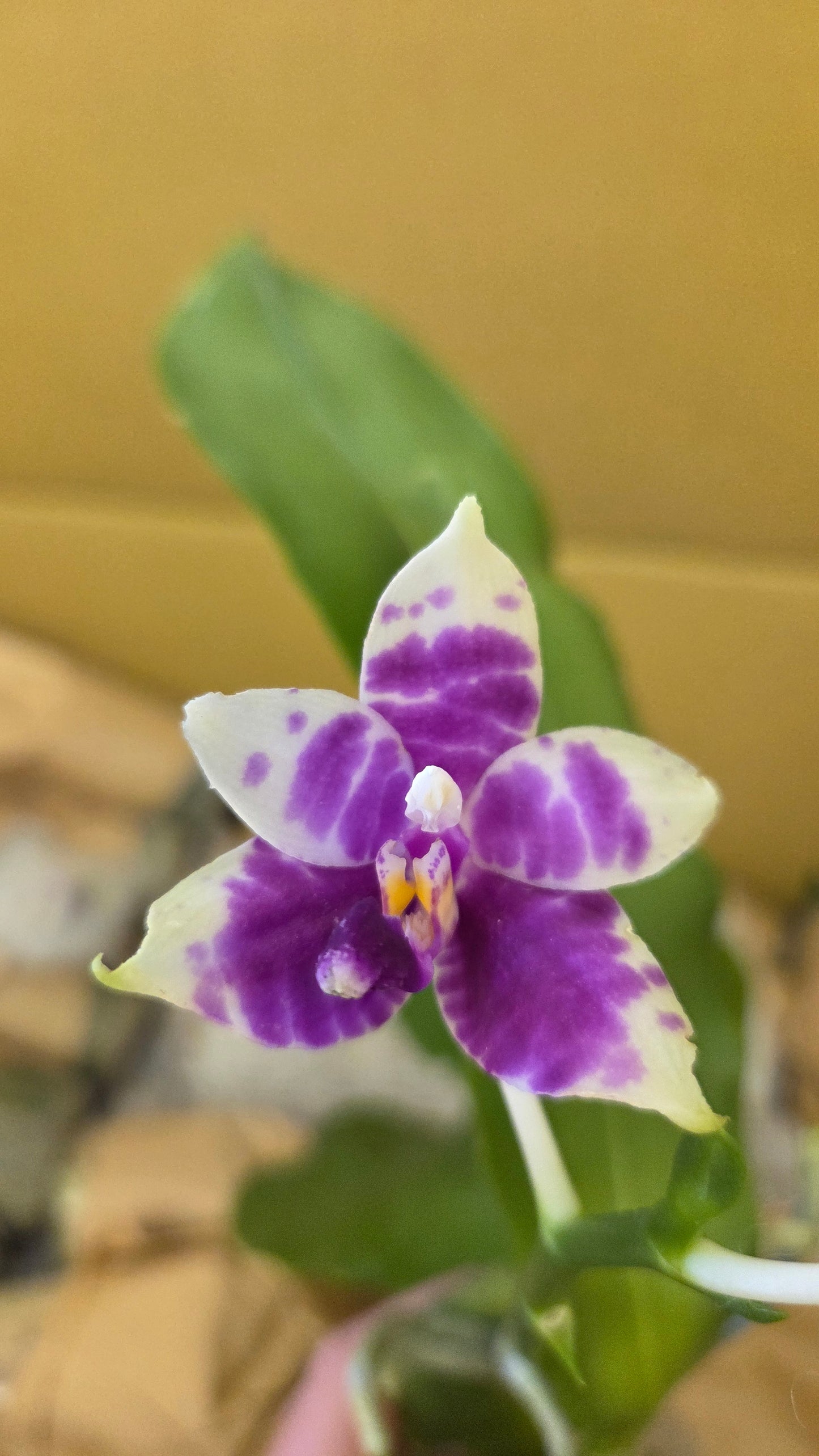 Phal. Princess Kaiulani × Germaine Vincent var. blue
