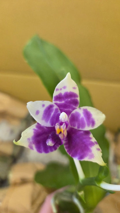 Phal. Princess Kaiulani × Germaine Vincent var. blue