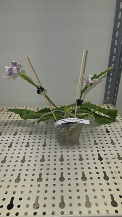 Phal. speciosa 'Iron Purple'