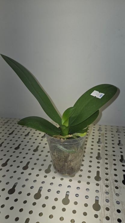 Phal. Younghome Kaleido (peloric)